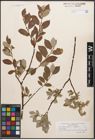 Foto von Salix caprea L. x Salix repens L.